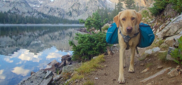 camping-mit-hund-golden-retriever-wandert-mit-rucksack-in-den-bergen