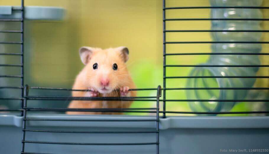 hamster-zaehmen-hamster-schaut-aus-seinem-kaefig-raus