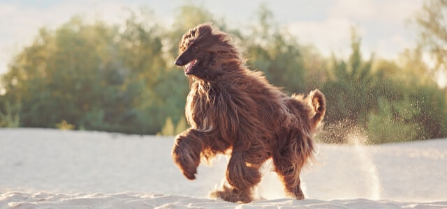 afghanischer windhund rennend am strand