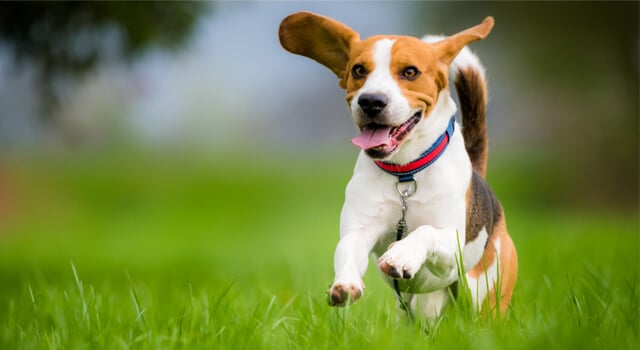 Beagle rennt auf Wiese