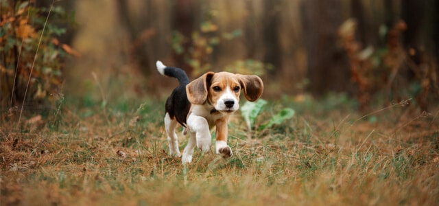 Beagle Welpe im Wald