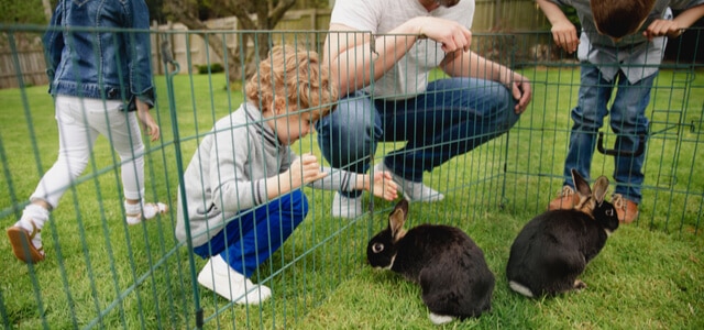 kaninchen außenaltung-eine-familie-sieht-nach-ihren-Kaninchen