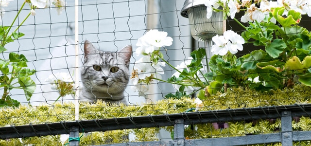 Katze auf dem Balkon mit Deko
