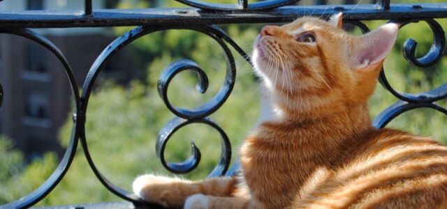 Kitten auf dem Balkon