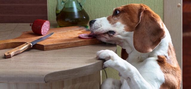 beagle-klaut-wurst-