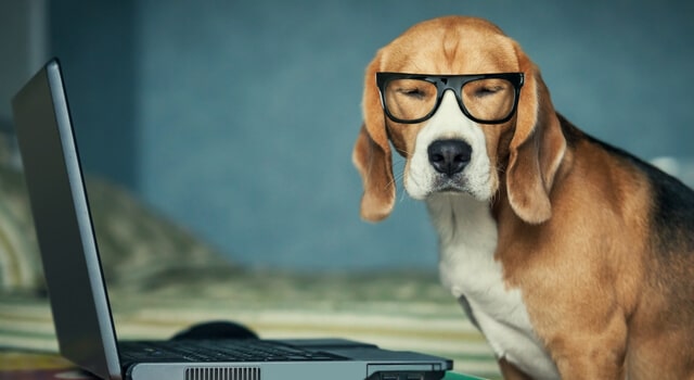 beagle-mit-brille-sitzt-vor-laptop