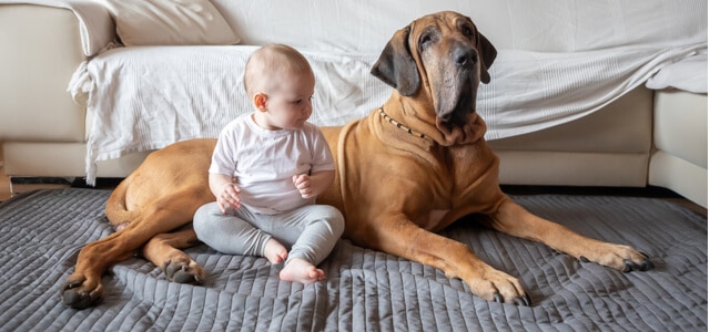 Hund und Baby eingewöhnen