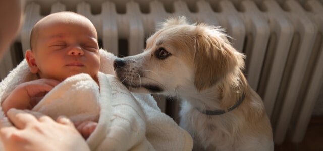hund und baby-der-hund-lernt-das-neugeborene-baby-kennen