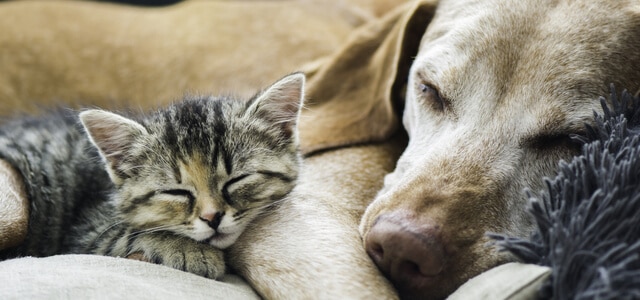 hund und katze zusammenfuehren-ein-hund-und-eine-katze-schlafen-aneinander-gekuschel