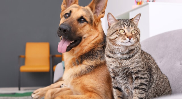 hund und katze zusammenfuehren-ein-schaeferhund-und-eine-katze-liegen-nebeneinander-auf-einem-sofa