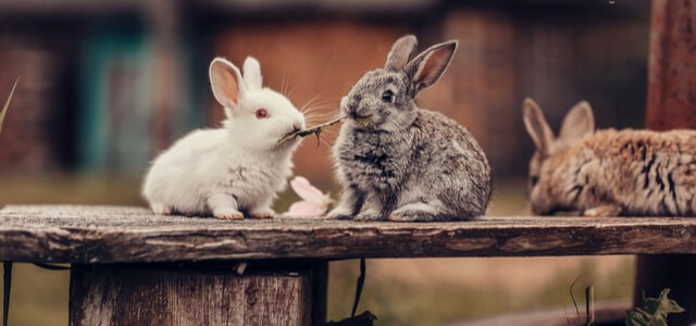 kaninchen und meerschweinchen-drei-kaninchen-sitzen-nebeneinander