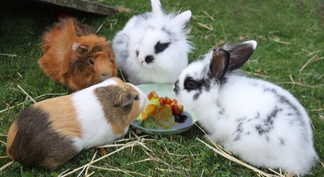 kaninchen und meerschweinchen-sitzen-am-napf-und-fressen