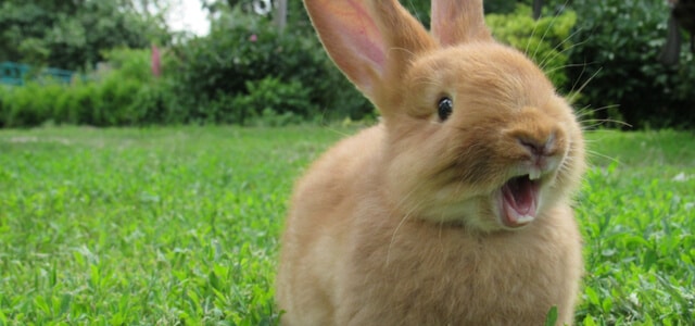 kaninchenschnupfen ein-kaninchen-auf-dem-rasen-mit-offenem-mund