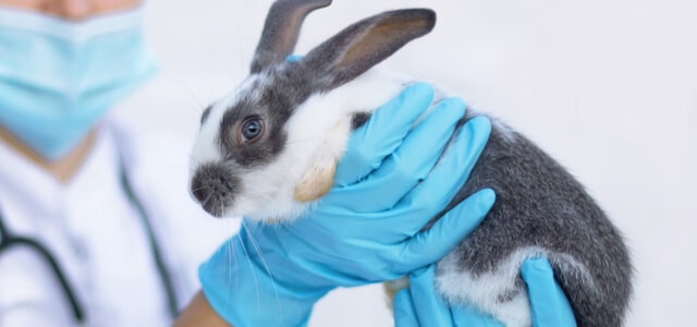 kaninchenschnupfen ein-kaninchen-wird-von-einem-tierarzt-hoch-gehalten