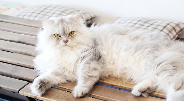 Perser Katze – Die perfekte Wohnungskatze