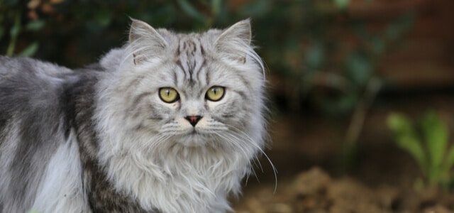 Perser Katze mit Freilauf