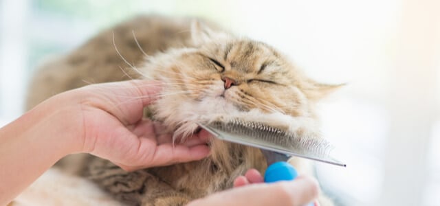 Perser Katze mit Fellwechsel wird gekämmt