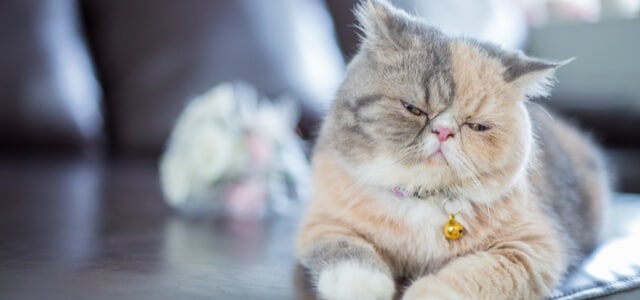 Perser Katze entspannt