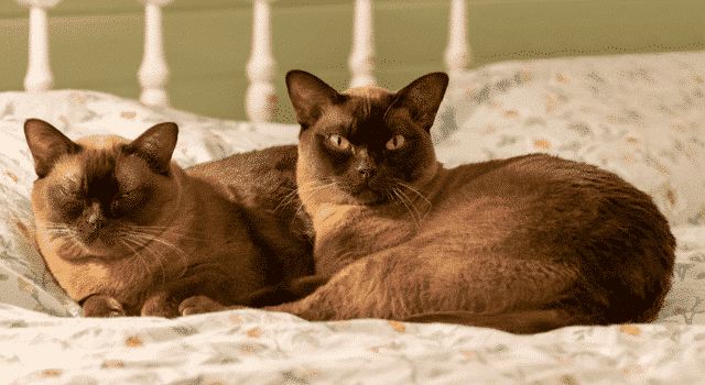 Zwei Burma Katze auf Bett
