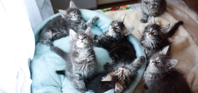sieben graue maine coo kitten-liegen-zusammen