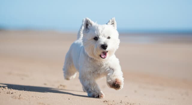 west highland white terrier-am-strand