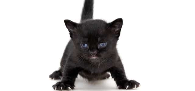 Bombay Kitten