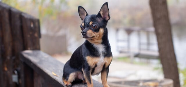 Chihuahua mit kurzen Haaren