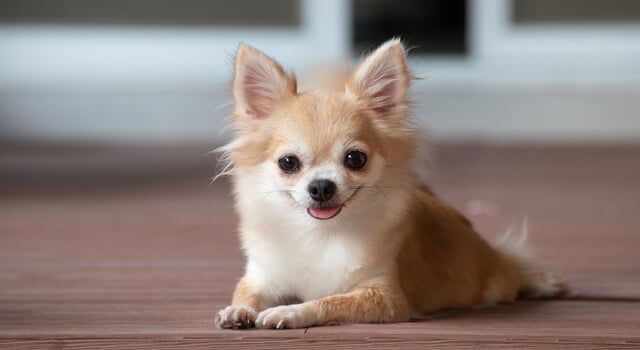 Chihuahua – kleinster Hund der Welt mit großem Ego I tierheim.de
