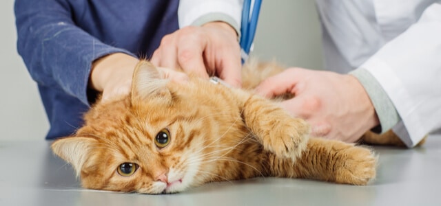Katze mit Durchfall beim Arzt