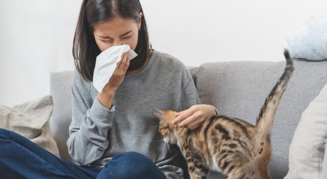 Katzen Allergie