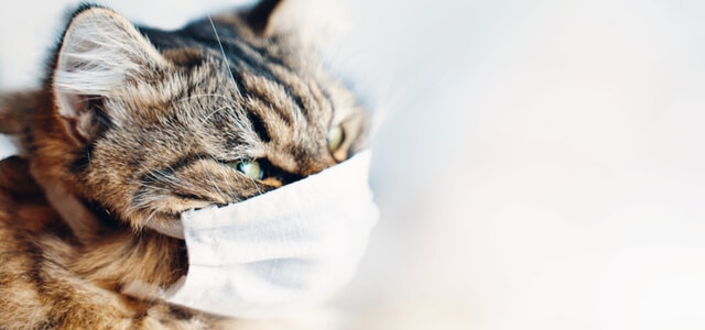 Antiallergene Katze mit Maske