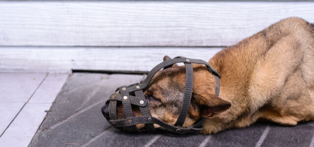 Hund mit Maulkorb schläft