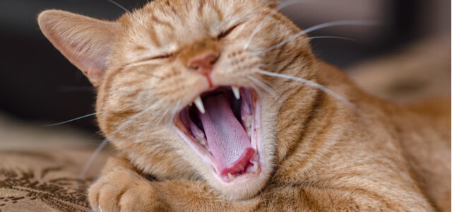 Zahnpflege Katze gähnen