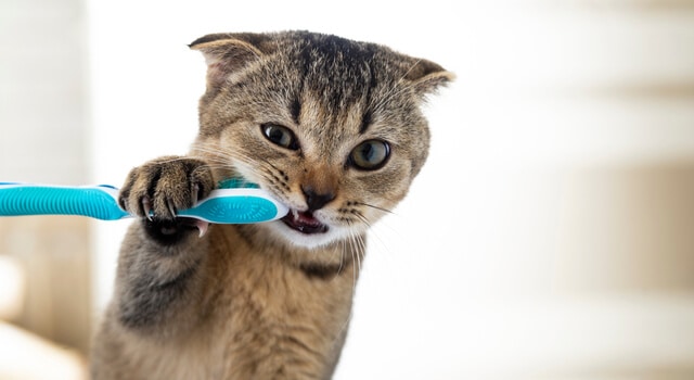 Katze mit Zahnbürste im Maul