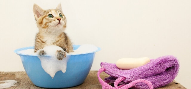 Kitten badet in einer blauen Schüssel