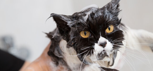 Katzen baden, nasse Schwarz-weiße Katze