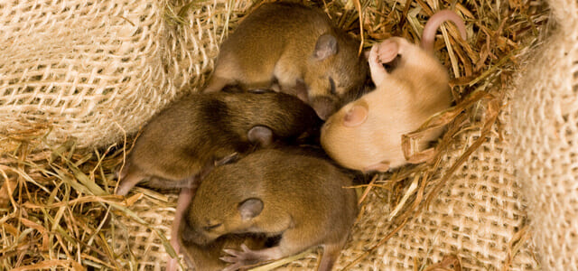 Süße Mäuse schlafen kuschelnd im Streu