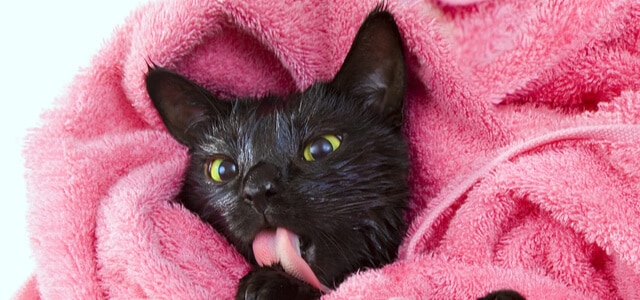 Schwarze Katze liegt in einem rosa Handtuch