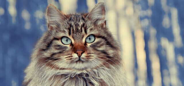 Nahaufnahme einer sibirischen Katze mit blau-grünen Augen