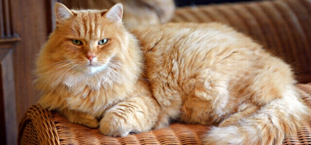 Rot-braune sibirische Katze liegt in ihrem Korb