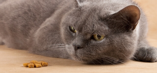 Futtermittelallergie Katzen - Das solltest du wissen