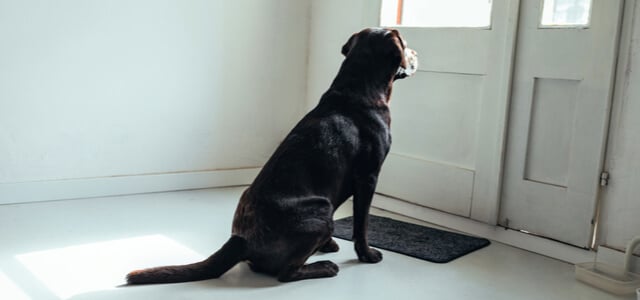 Schwarzer Hund sitzt vor einer Weißen Tür