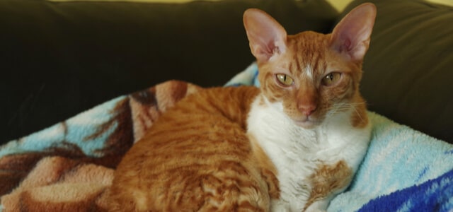Cornish Rex Katze liegt entspannt auf dem Sofa
