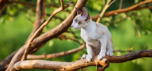 Cornish Rex Katze auf einem Baum