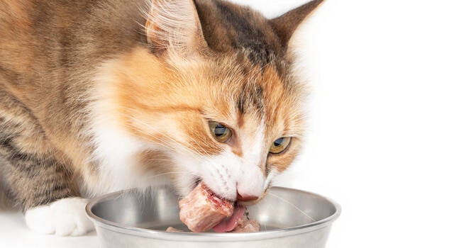 Katze frisst Fleisch aus einem Futternapf