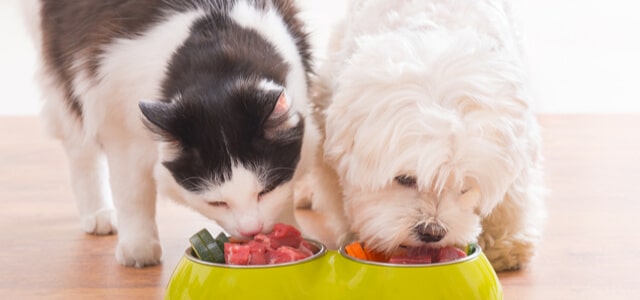 Katzen und Hund fressen gemeinsam rohes Fleisch aus einem Napf