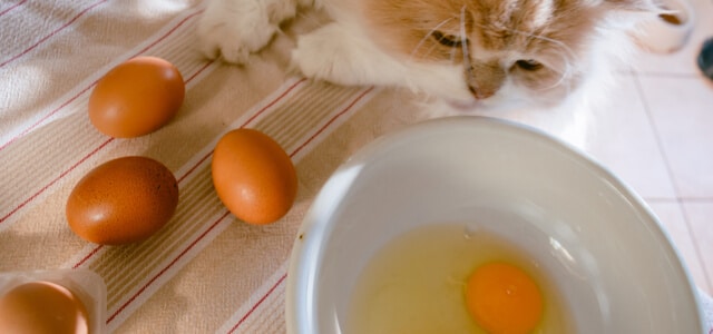 Katze schaut auf rohes Ei