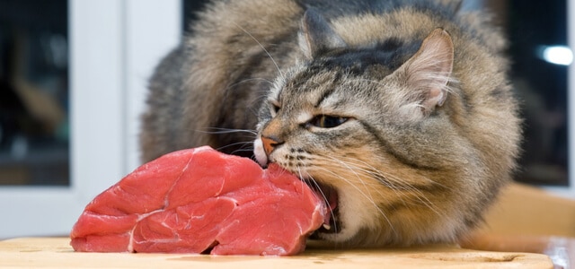 Katze frisst großes Stück rohes Fleisch