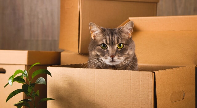Katze in Kiste