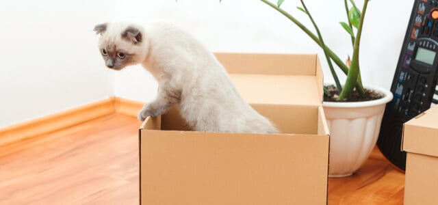 Katze guckt aus Box raus